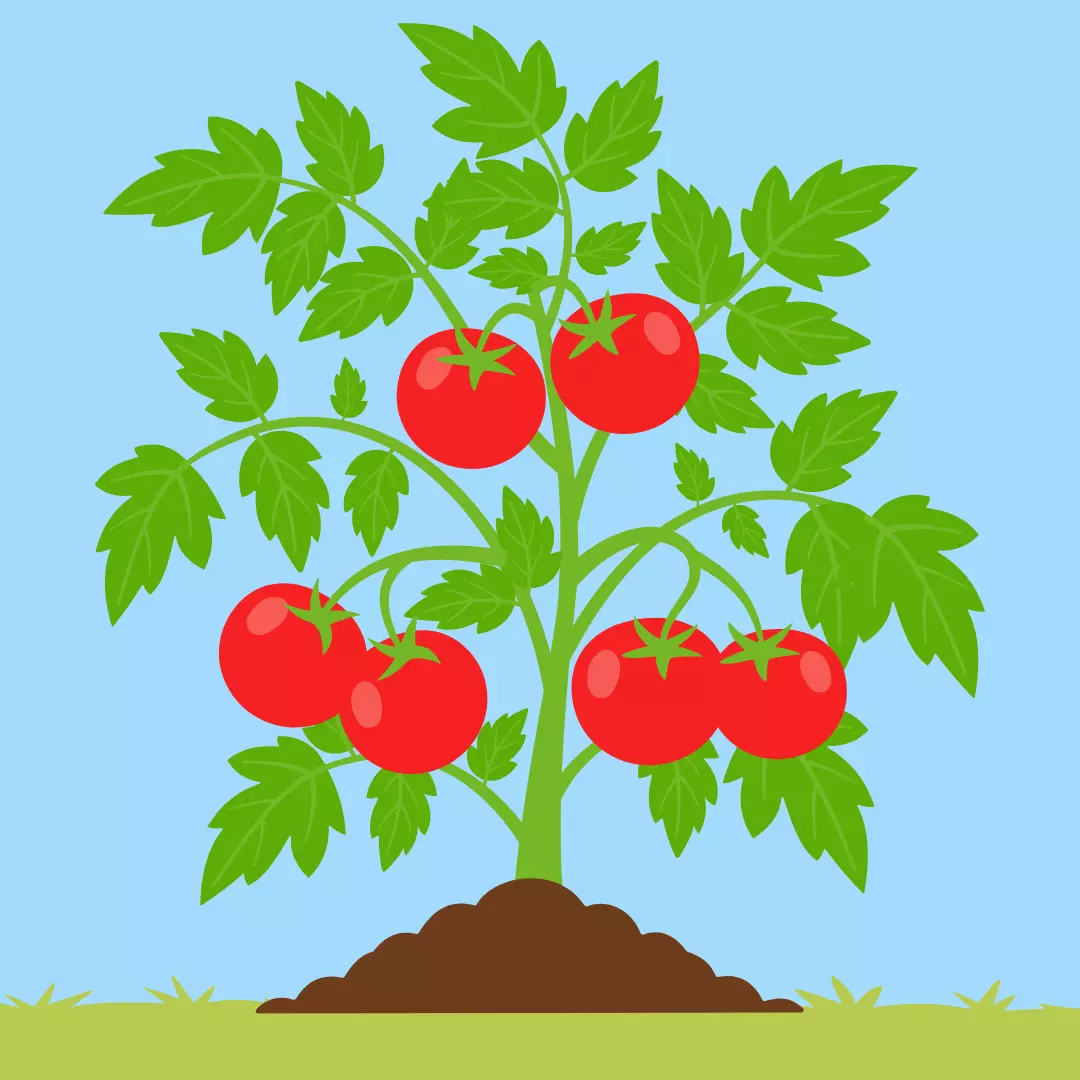 Tomato plant in dirt